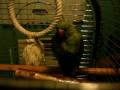 Kiwi après la douche!