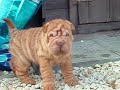 Shar-pei puppies