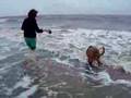 Bloodhound video