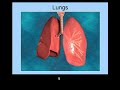 Respiratory_system