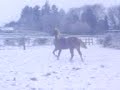 Fanny mon cheval dans la neige