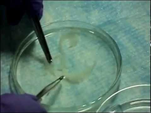 how to isolate mesenchymal stem cells