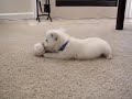 Milo\