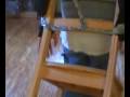 Jeff duck taped to chair