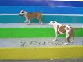 dogfigth pitbull amstaff amstaf +kissing in d end dogfigth pitbull amstaff amstaf +kissing in d end