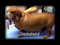 Dog Obesity Final - YouTube