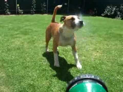 American Staffordshire