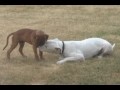 Tedy & Bruschi American Bulldog Boxer Rockstar Music Video Tedy & Bruschi American Bulldog Boxer Rockstar Music Video