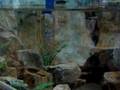 Hoplo catfish