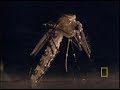 The Mosquito
