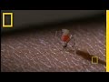The Mosquito