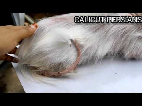 fungus treatment /tamil / Persian cat rescue/ episode 2