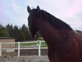Dragoon