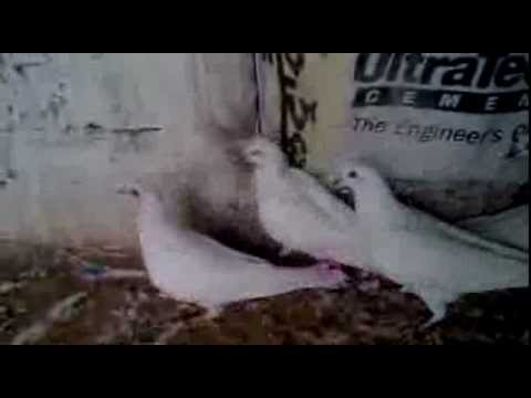 indian pigeon - pigeon moga punjab india by babbu kainth 09803585696.