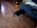 Sox has an itch, looks like he\