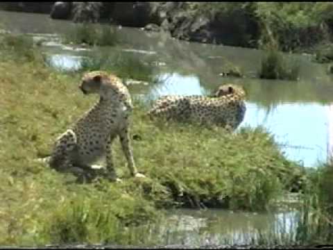 gepard