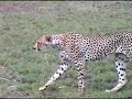 cheetahs drinking and on termite mound Serengeti cheetahs drinking and on termite mound Serengeti