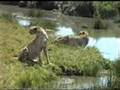cheetahs drinking and on termite mound Serengeti