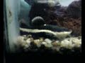 Red Tail Catfish Eating