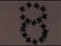 Counting with Spiders