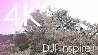 4K空撮 / 発知の彼岸桜