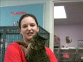 Crowding at Lowell Humane Society