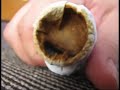 How harmful are cigarettes How harmful are cigarettes