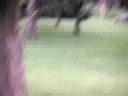 hes more deer hes more deer