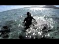 Sting Ray Feeding