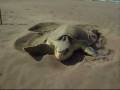 videos de CAMPAMENTO TORTUGUERO 