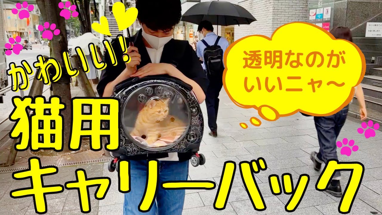 【おすすめ!猫用キャリーバック】透明なのがいいニャ~!ペットキャリーを使って渋谷の街をお散歩!かわいい~って注目されちゃいました(営業マンの本気)