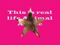 Stop Animal Abuse