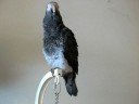 A Halloween Treat from My Parrot and I . Spoooooky and Scary Bird