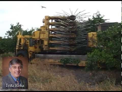 how to harvest oranges