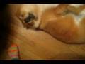 videos de Screwing with Dakota