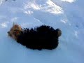 Badger & Jazz in the snow