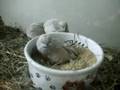 Eat while your in the bath....Quails!!!