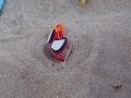 piter camuflado en la playa