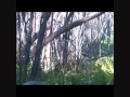 BIGFOOT RESEARCH 23 APR 2012 MYSTERIOUS MOUNDS .wmv