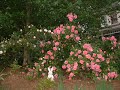 Rose Bliss