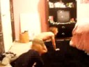 Brennen and Mat Flipping.