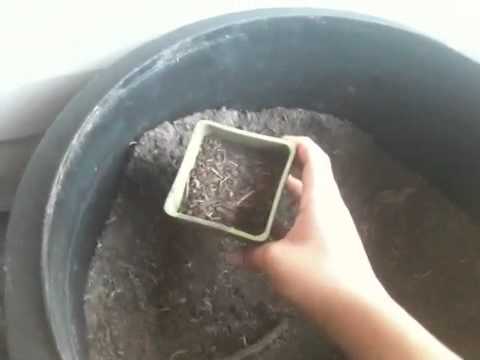 how to grow a peach tree
