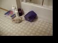 Chinchillas at play