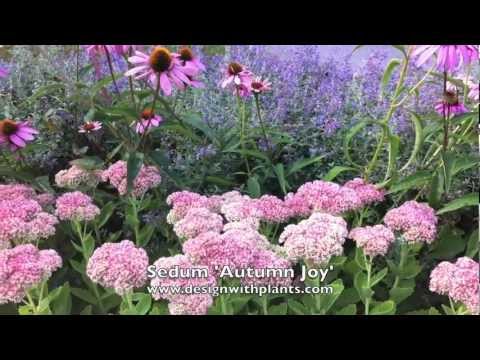 how to transplant sedum autumn joy