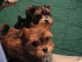 Teacup Morkies - www.yorkiecuties.com - video #1