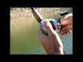 Outlaw Spinnerbaits - 103cm murray cod Lake Burrinjuck