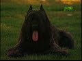Breed All About It - Bouvier des Flandres