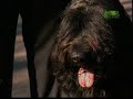 Breed All About It - Bouvier des Flandres Breed All About It - Bouvier des Flandres