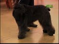 Breed All About It - Bouvier des Flandres