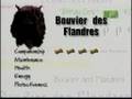 Breed All About It - Bouvier des Flandres